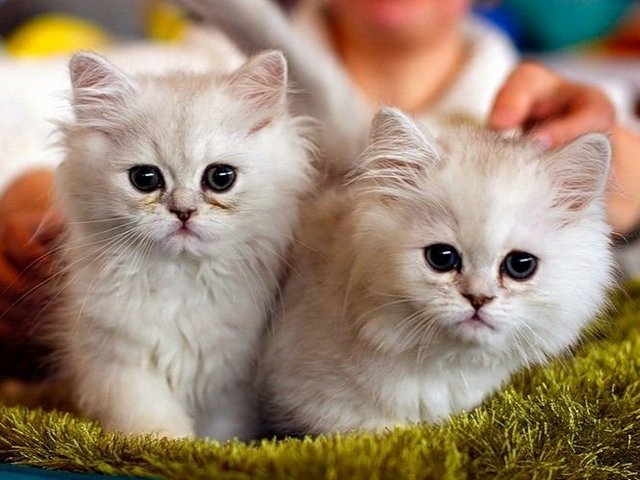 Породы кошек в Волоколамске | ЗооТом портал о животных