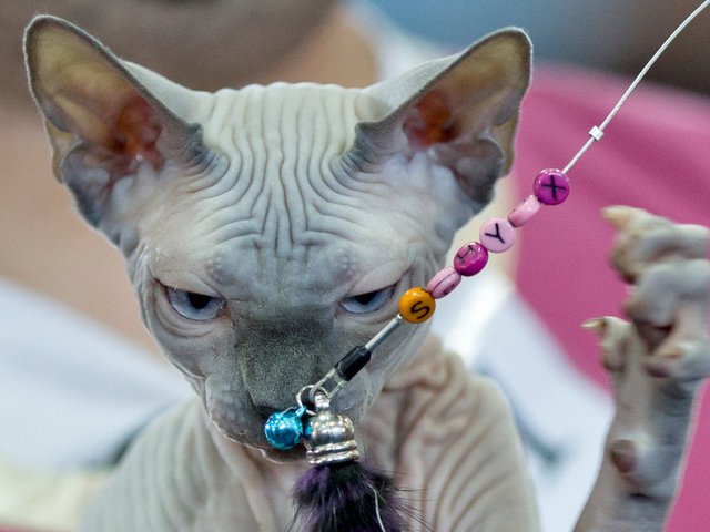 Выставки кошек в Волоколамске | ЗооТом портал о животных