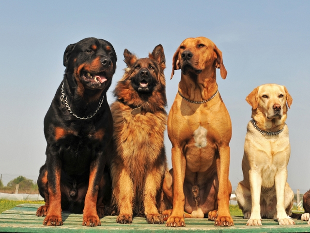 Крупные породы собак в Волоколамске | ЗооТом портал о животных